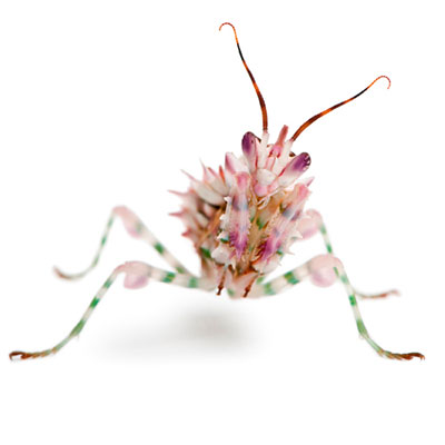 Flower Mantis 