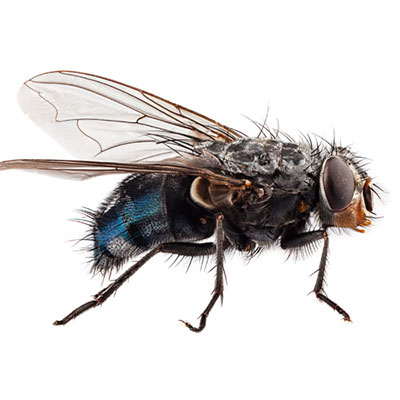 Fly