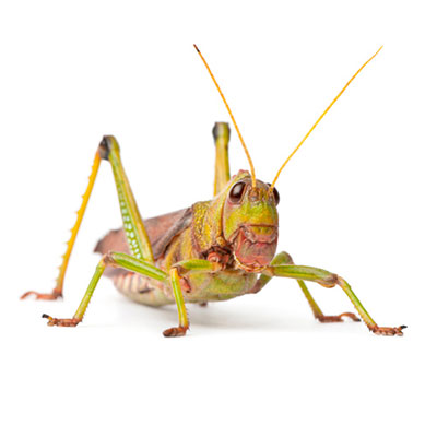 Grasshopper