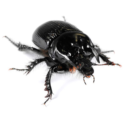 Ground Beetle