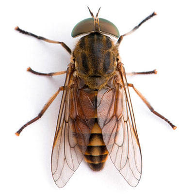 Horsefly
