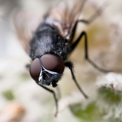 Housefly