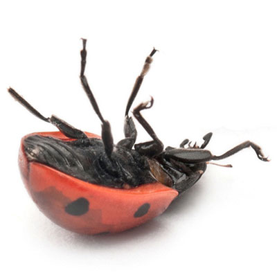 Ladybug