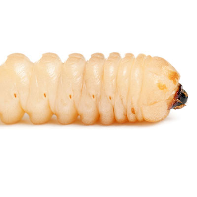 Larva