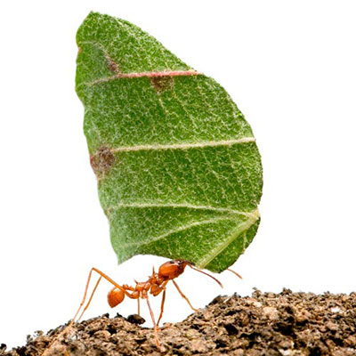 Leaf Cutter