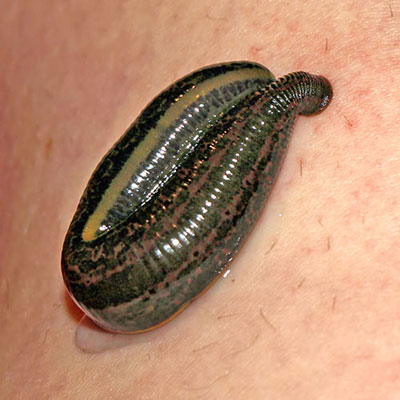 Leech