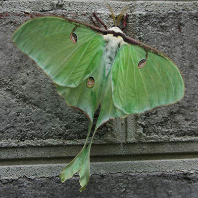  Luna Moth 