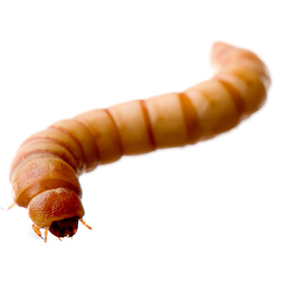 Maggot
