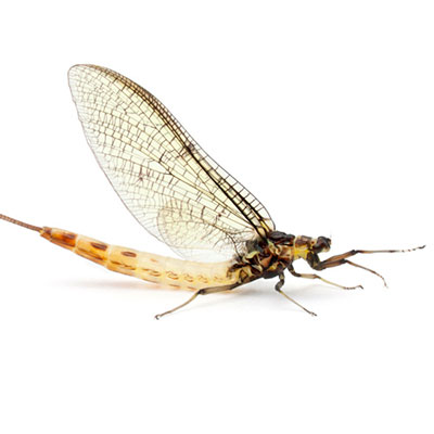 Mayfly