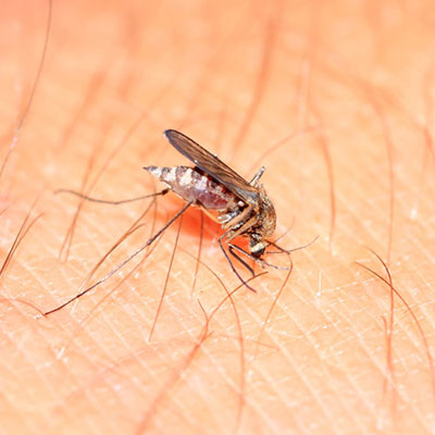  Midge 