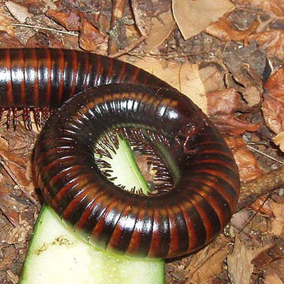 Millipede