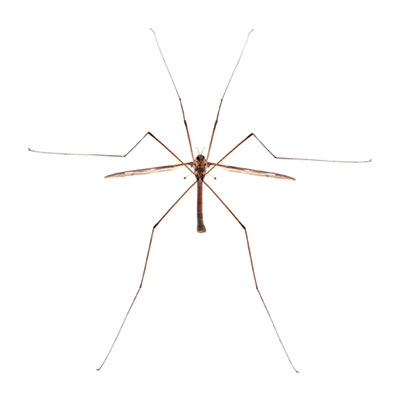  Mosquito Hawk 