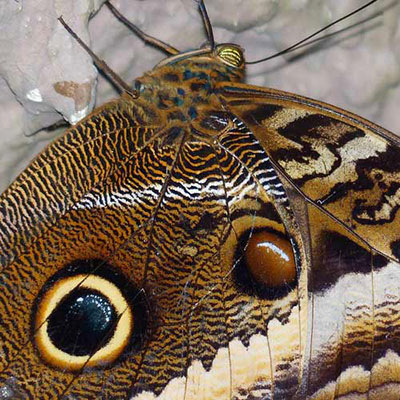 Owl Butterfly