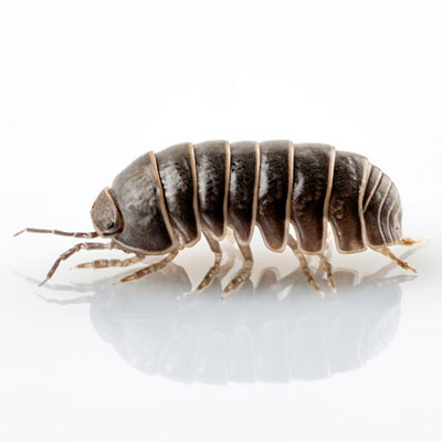 Pill Bug