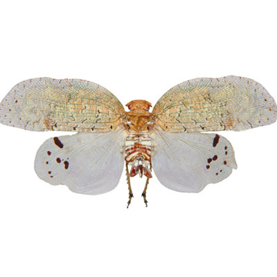  Planthopper 