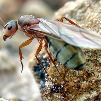  Queen Ant 