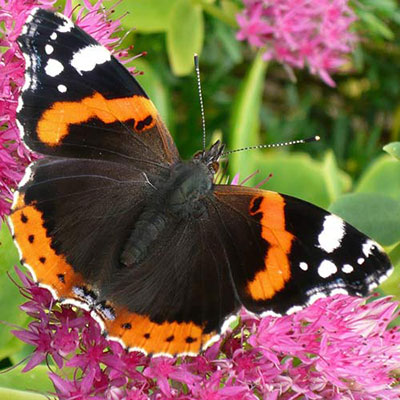 Red Admiral