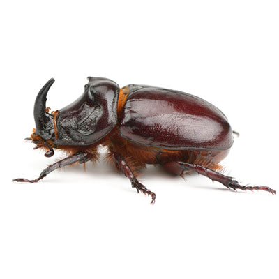 Rhino Beetle