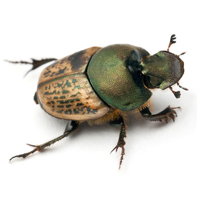 Rose Chafers