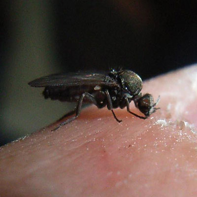 Sandflea