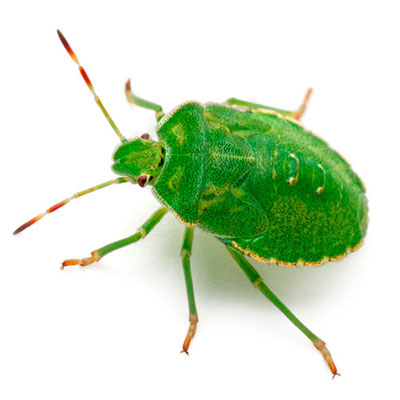 Shield Bug