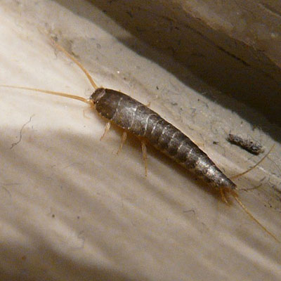  Silverfish 