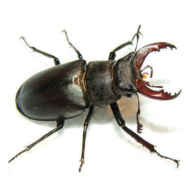 Stag Beetle