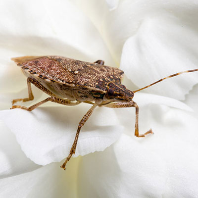  Stink Bug 