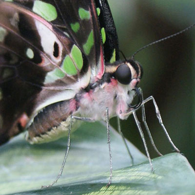 Tailed Jay