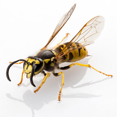Wasp