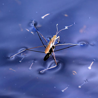 Waterbug