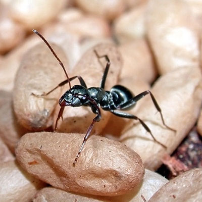  Worker Ant 