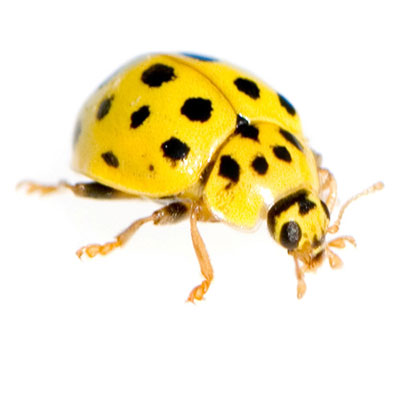 Yellow Ladybug