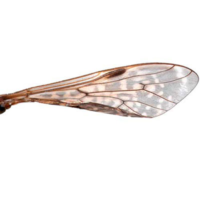 Entomology