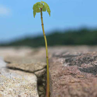 Growth