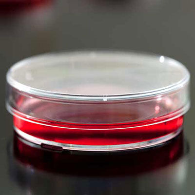Petri Dish