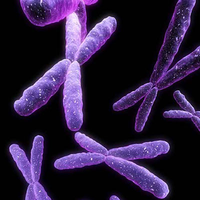 X Chromosome