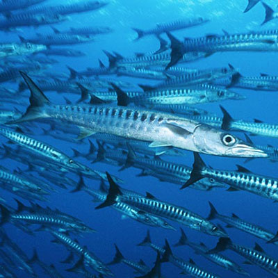 Barracuda