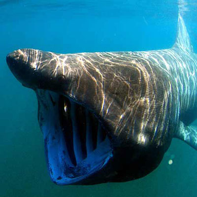 Basking Shark