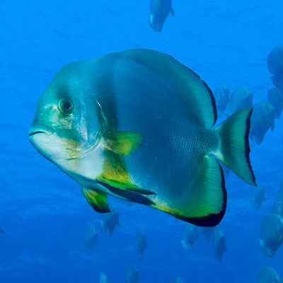 Batfish