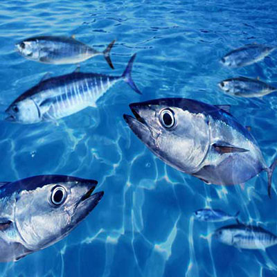 Bluefin Tuna