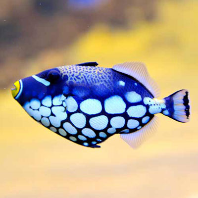  Butterflyfish 