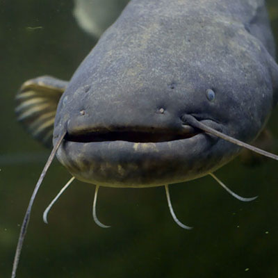 Catfish