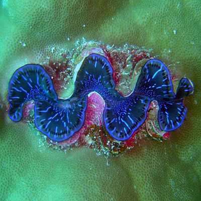 Clam