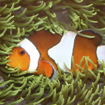 Clownfish