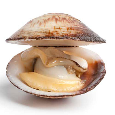 Cockle