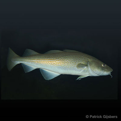  Cod 