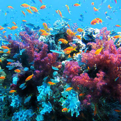 Coral Reef