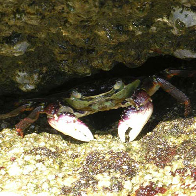 Crab
