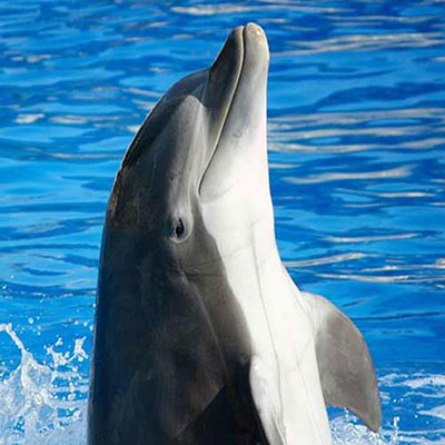 Dolphin